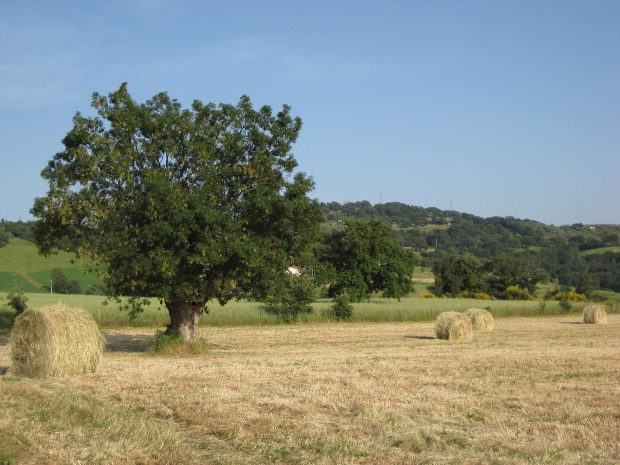 Alloggio per agriturismo Il Cavallino *